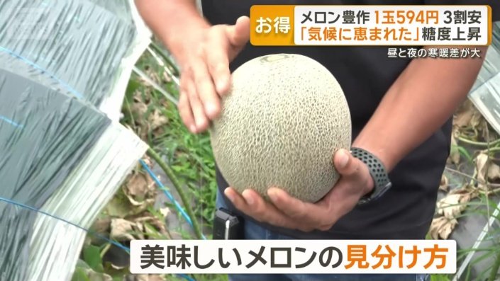 おいしいメロンの見分け方