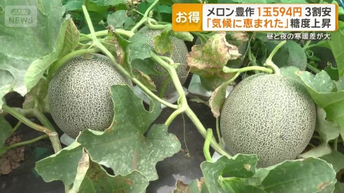 食べごろを迎えたメロン