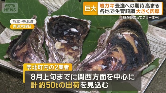 およそ50トンの出荷見込み