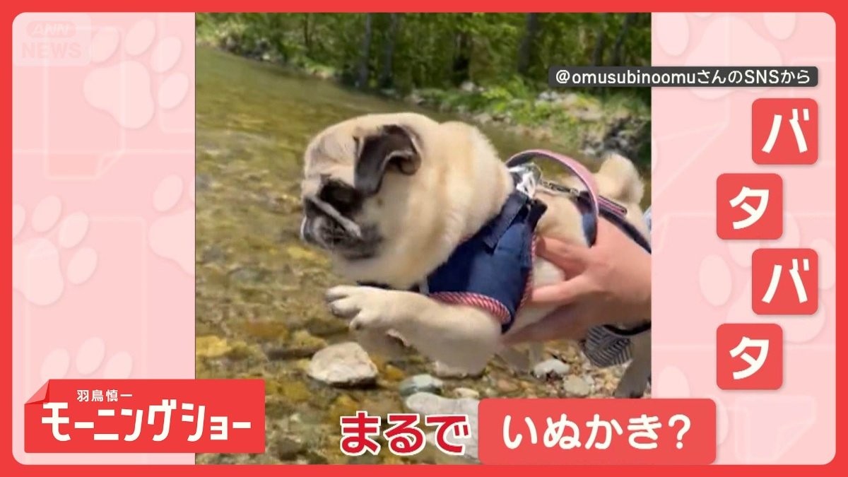 「バタバタするワン」空中で脚が勝手に…あれ？　“エアいぬかき”犬　なぜ脚が動く？