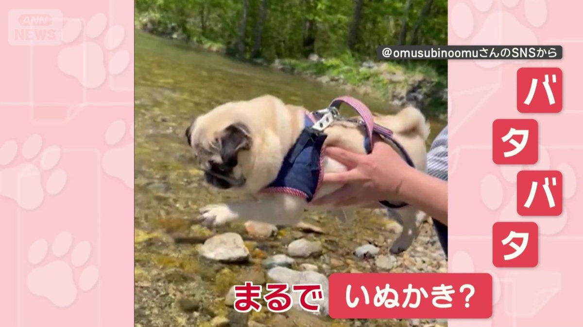 まだ川につかってないのに…バタバタ!