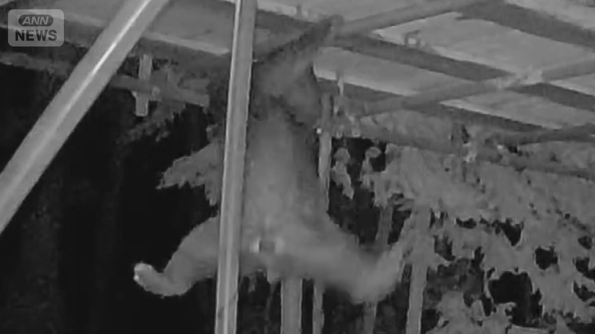 【独自】クマが連続 “ハニーハント” 驚異の身体能力で巣箱襲撃…ミツもハチも食べる