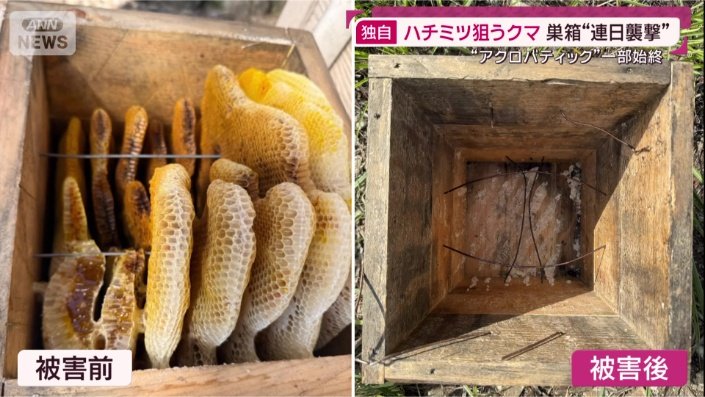 ミツバチの巣箱