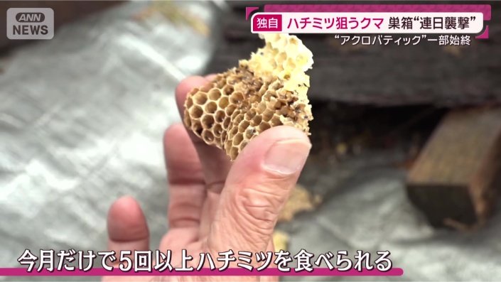 クマによる食害