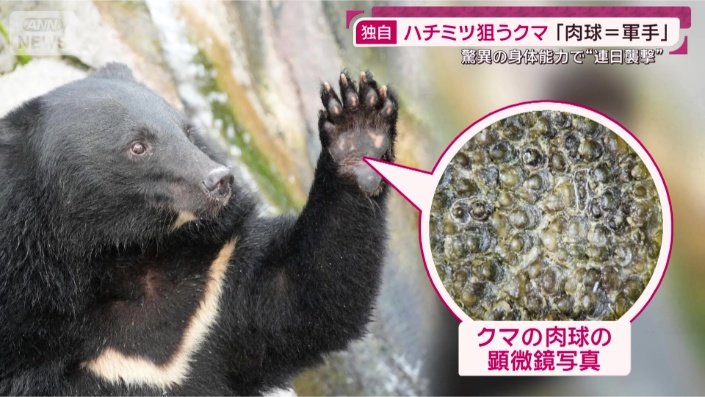 肉球
