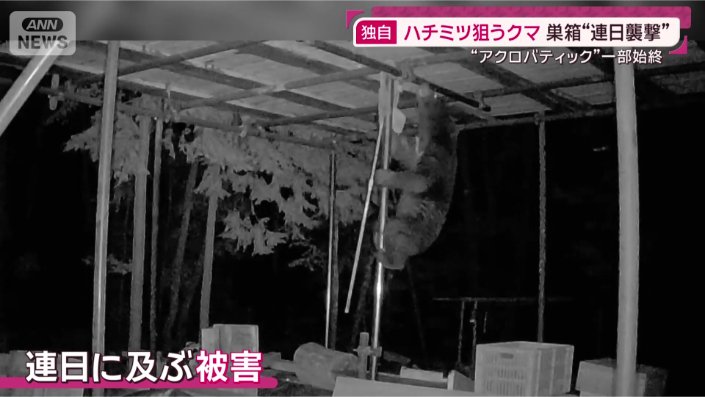 クマ被害