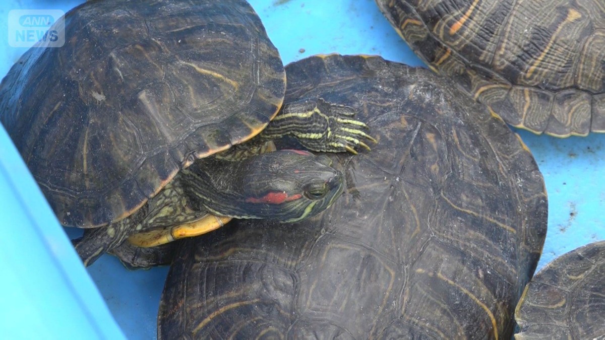 ハス食べつくす外来カメ　ラムサール条約登録の湿地・佐潟がピンチ