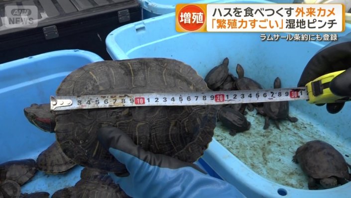 貴重な自然を脅かしているカメ
