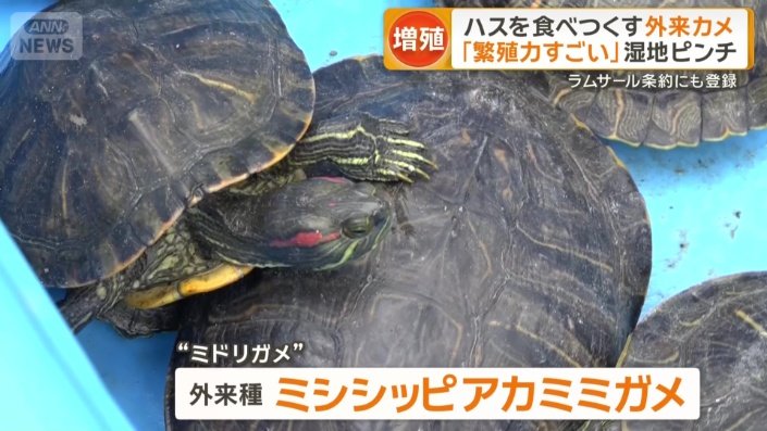 ミドリガメとも呼ばれる外来種のミシシッピアカミミガメ