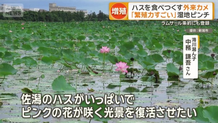 「ハスがいっぱいで、ピンクの花が咲く光景を復活させたい」