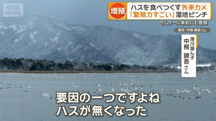 飛来する数は少なくなってきているという