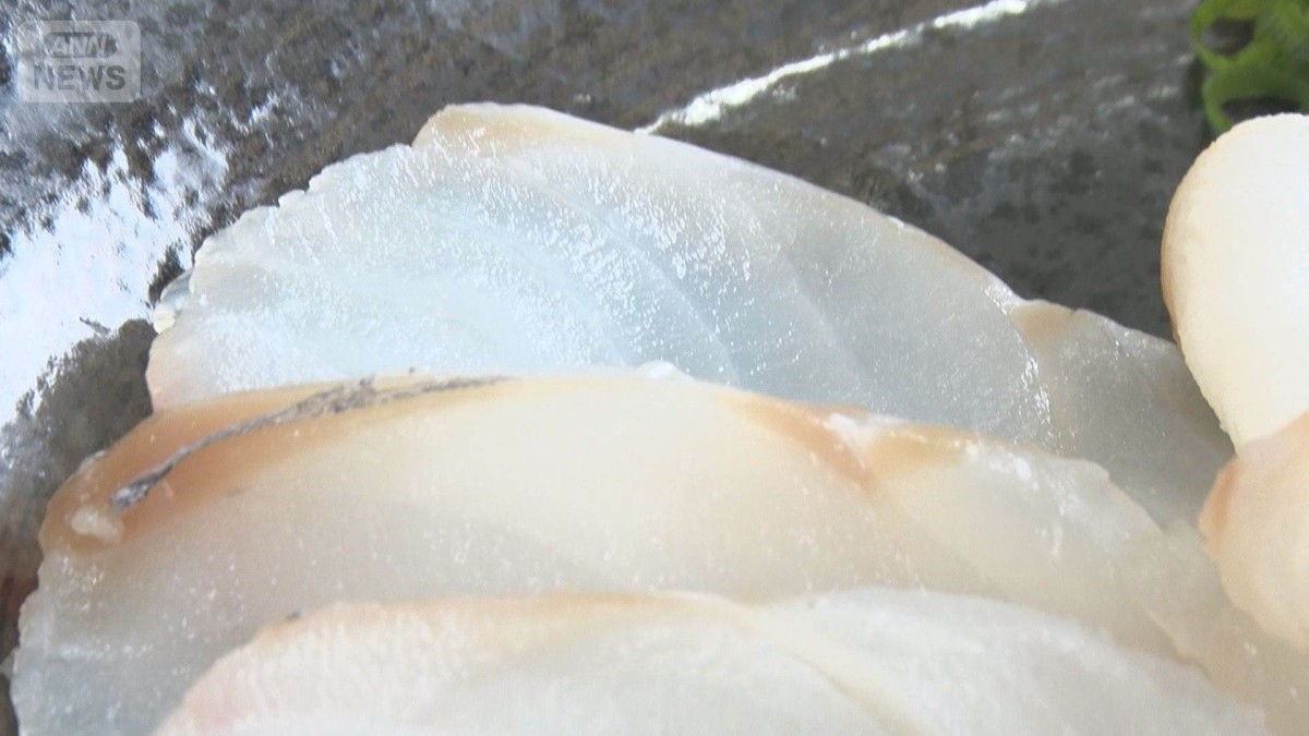 春から夏もおいしいタラ　ブランド化を目指す　身が締まってほんのり甘い