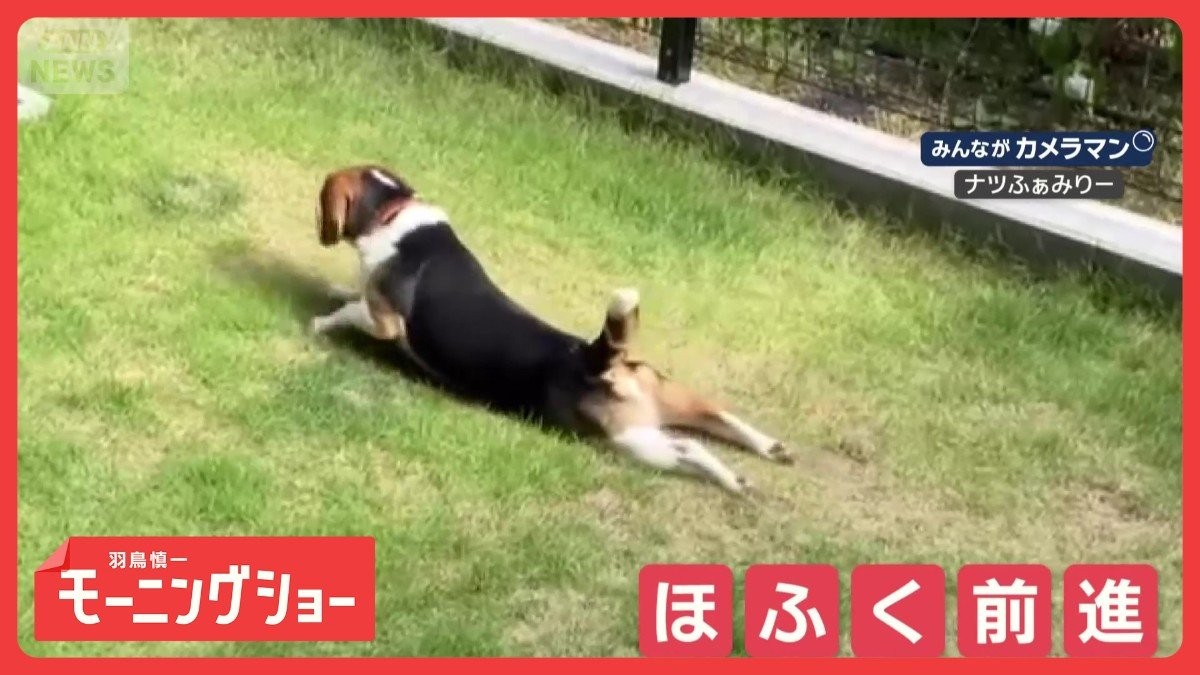 “しっぽレーダー”で探索開始！ほふく前進するワンちゃん　芝生の上をズリズリ進む