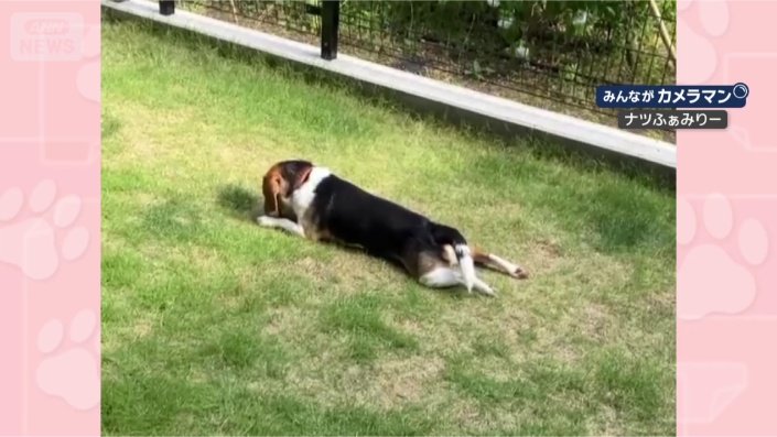 芝生の上はいい気持ち