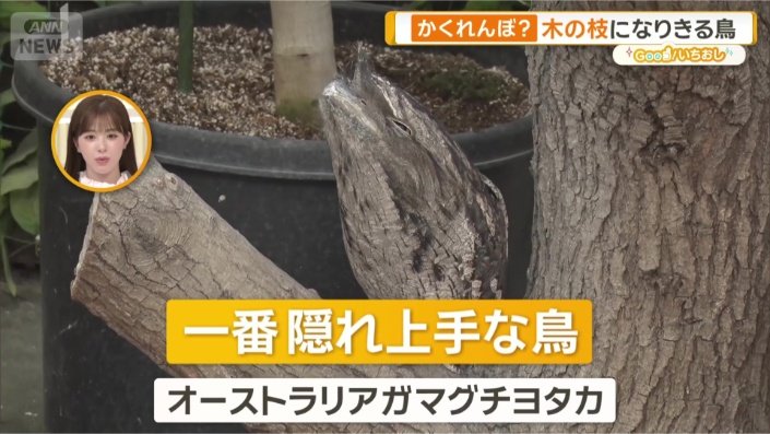 オーストラリアガマグチヨタカ