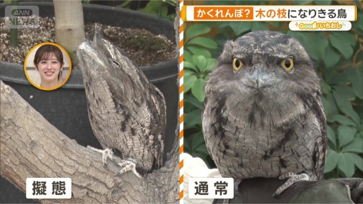 普段の姿は?