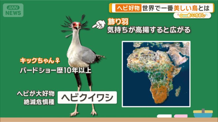 ヘビクイワシ
