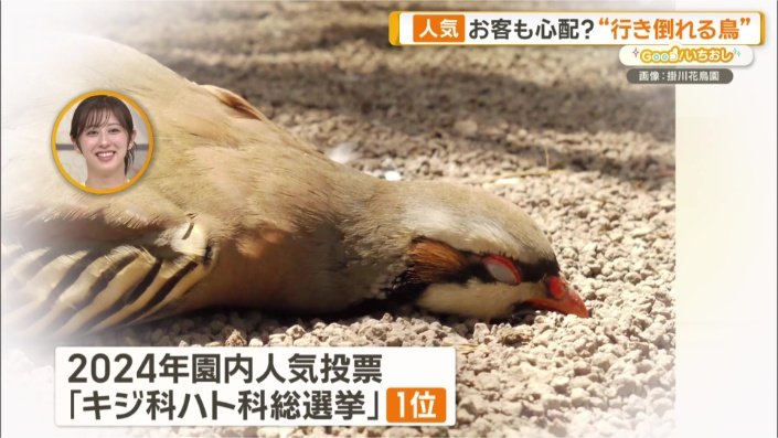 ギャップ満載の姿が人気に