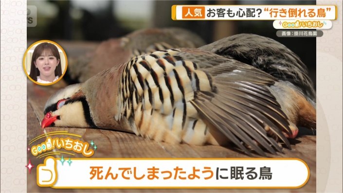 行き倒れてる?!