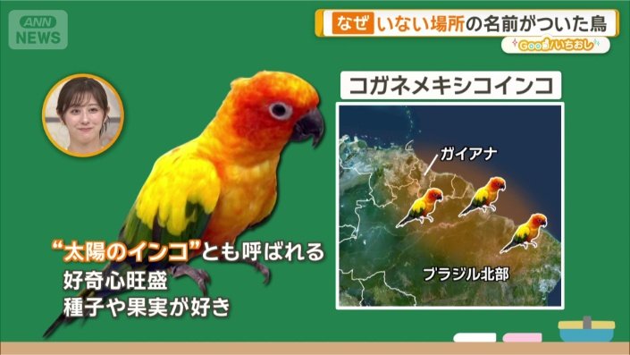 南米に生息する