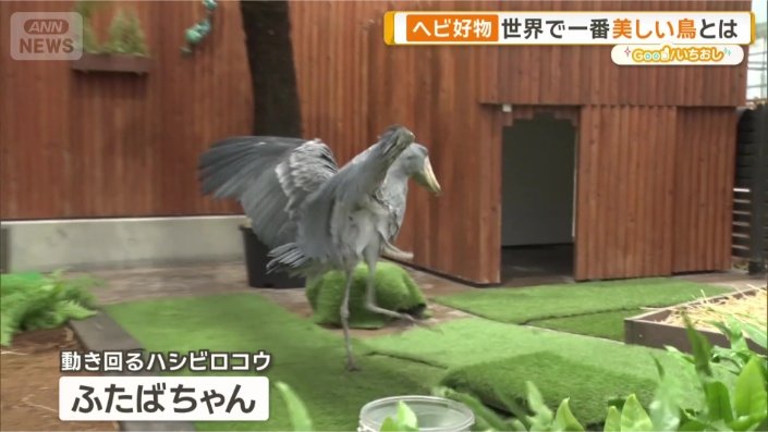 動かない鳥で有名なハシビロコウが…