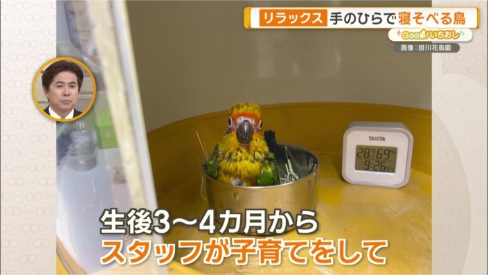 ピスタチオ君