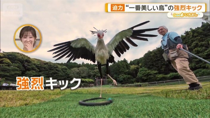 ヘビのおもちゃを…