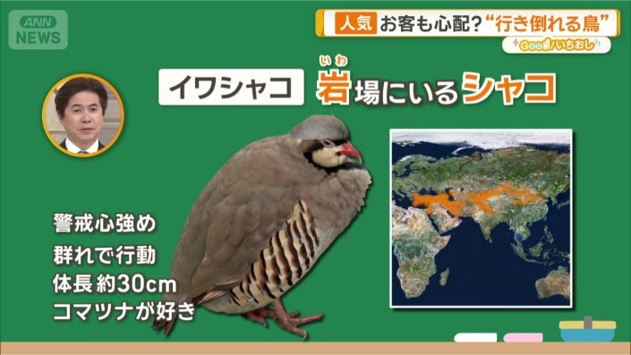 イワシャコ