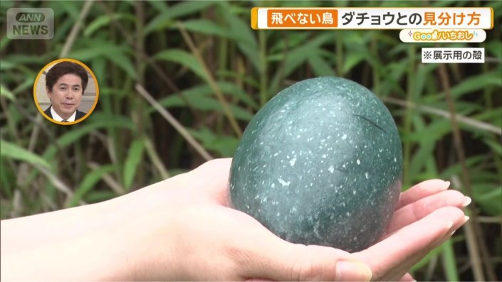 エミューの卵