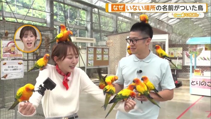 コガネメキシコインコたち