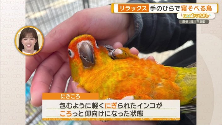激レアな姿