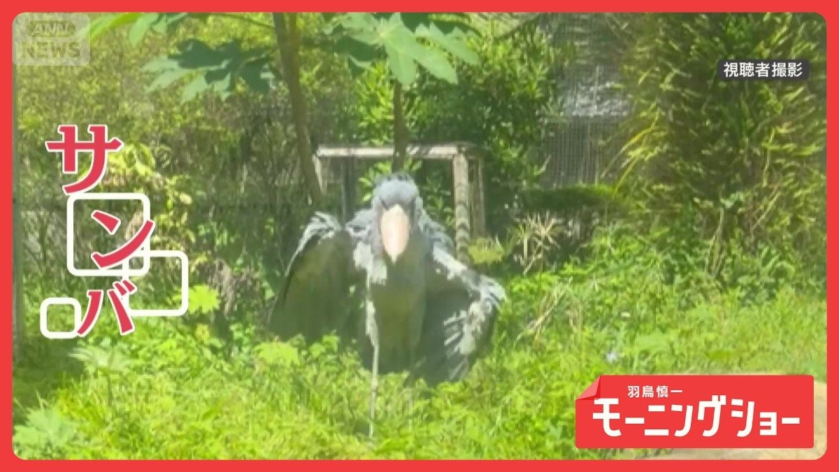 動かない鳥が突然サンバ！？　激しく踊るハシビロコウさん　まさかの華麗ダンス？