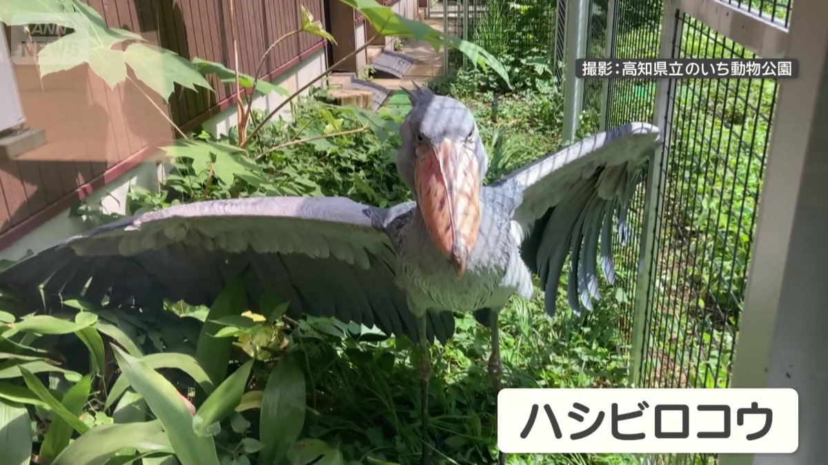 大きなくちばしが特徴