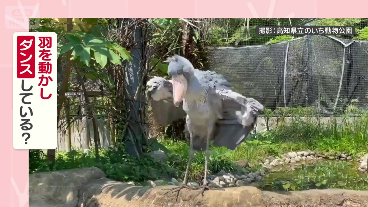 ダンスしてるの?