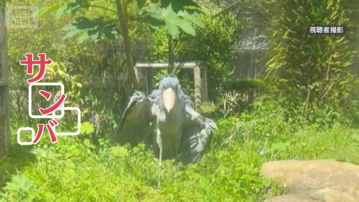 まるで“サンバ”!