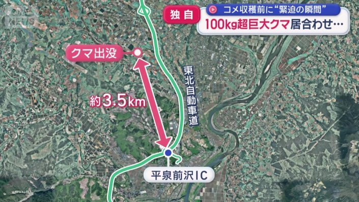 大型トラックとクマが衝突