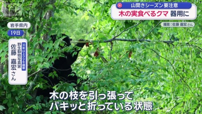 オオヤマザクラにのぼり実を食べているクマ