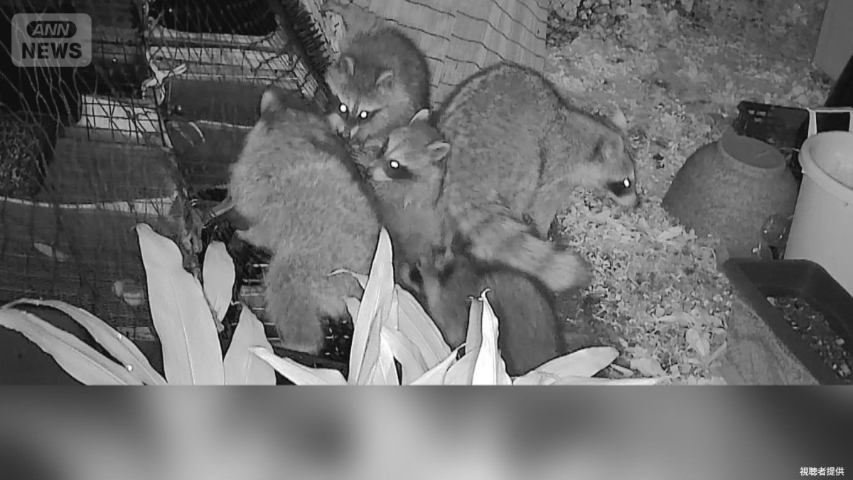 「なんだこの数は」　庭の“光る目”正体は？