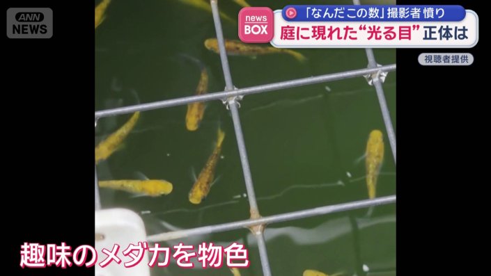 趣味のメダカ