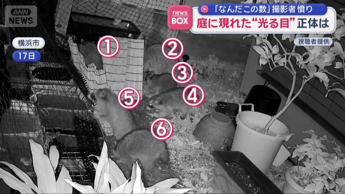 アライグマが6頭現れた