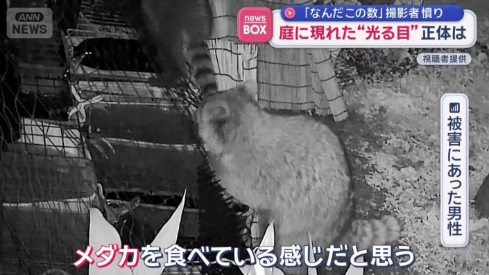 「メダカを食べている感じだと思う」