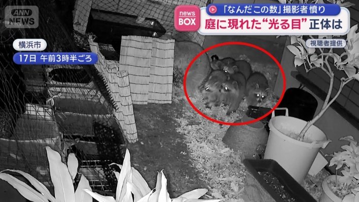 アライグマ