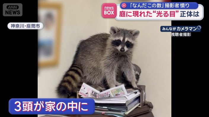 アライグマが家の中に