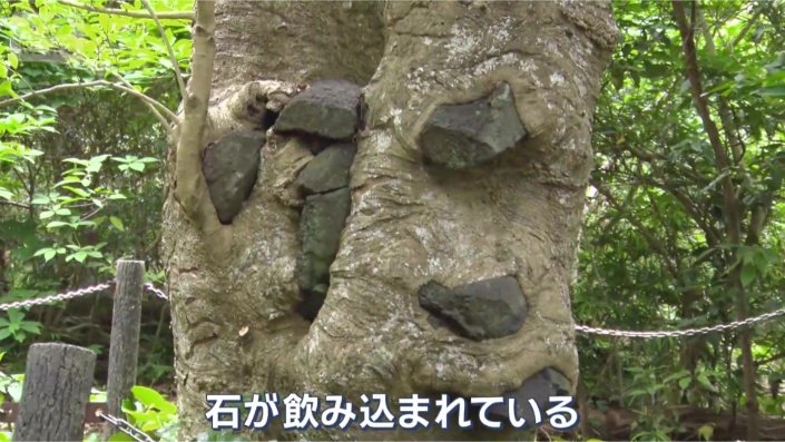 モチノキに…
