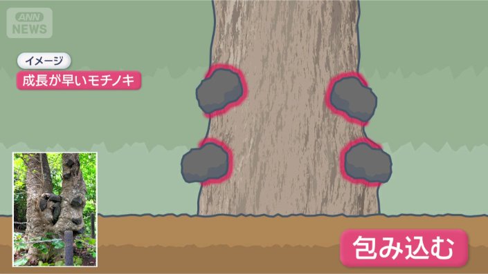 数百年かけて石を飲み込む