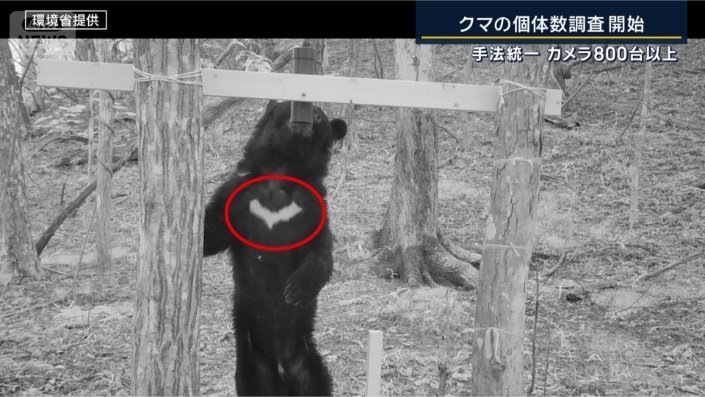 クマの胸の模様
