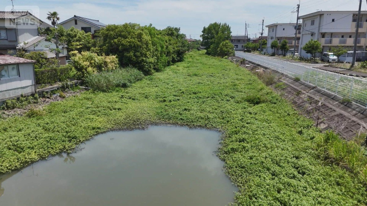 「侵略的植物」ナガエツルノゲイトウが各地で大繁殖　用水路覆い水害の原因にも