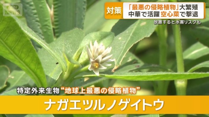 驚異的な繁殖力のナガエツルノゲイトウ