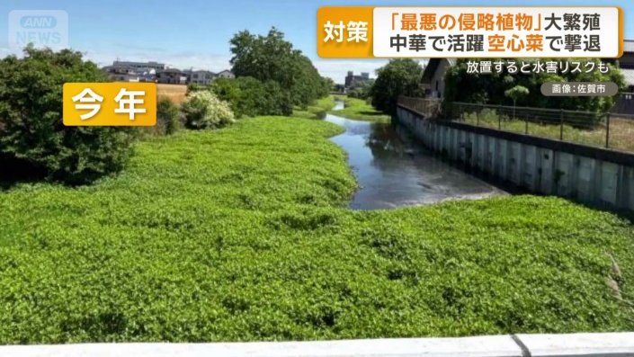 2年後には用水路のほとんどを覆う