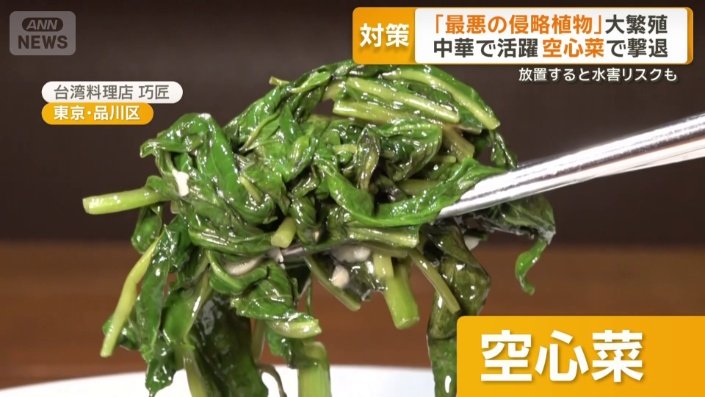 空心菜